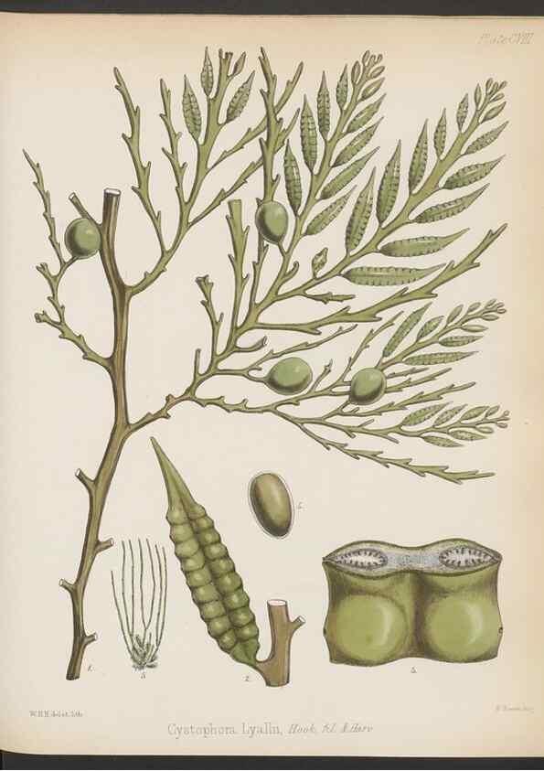Reproducción/Reproduction 32267680264: The botany of the Antarctic voyage of H.M. discovery ships Erebus and Terror in the Years 1839-1843. London :Reeve Brothers,1844-1860.