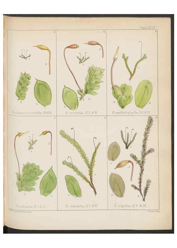 Reproducción/Reproduction 33112855805: The botany of the Antarctic voyage of H.M. discovery ships Erebus and Terror in the Years 1839-1843. London :Reeve Brothers,1844-1860.