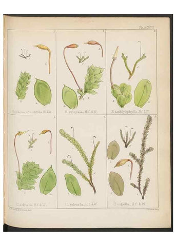 Reproducción/Reproduction 33112855805: The botany of the Antarctic voyage of H.M. discovery ships Erebus and Terror in the Years 1839-1843. London :Reeve Brothers,1844-1860.