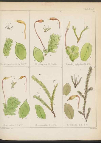 Reproducción/Reproduction 33112855805: The botany of the Antarctic voyage of H.M. discovery ships Erebus and Terror in the Years 1839-1843. London :Reeve Brothers,1844-1860.