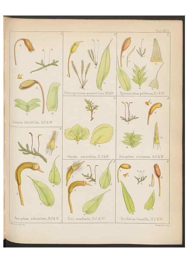 Reproducción/Reproduction 32297282603: The botany of the Antarctic voyage of H.M. discovery ships Erebus and Terror in the Years 1839-1843. London :Reeve Brothers,1844-1860.