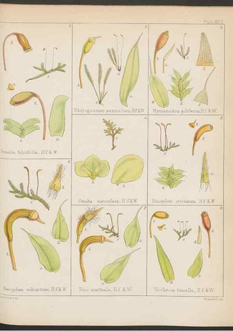 Reproducción/Reproduction 32297282603: The botany of the Antarctic voyage of H.M. discovery ships Erebus and Terror in the Years 1839-1843. London :Reeve Brothers,1844-1860.