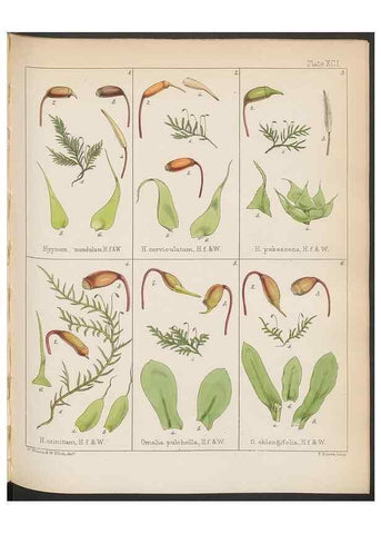 Reproducción/Reproduction 33071225526: The botany of the Antarctic voyage of H.M. discovery ships Erebus and Terror in the Years 1839-1843. London :Reeve Brothers,1844-1860.