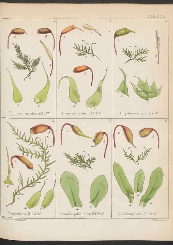 Reproducción/Reproduction 33071225526: The botany of the Antarctic voyage of H.M. discovery ships Erebus and Terror in the Years 1839-1843. London :Reeve Brothers,1844-1860.