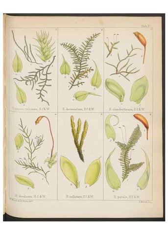 Reproducción/Reproduction 33071224716: The botany of the Antarctic voyage of H.M. discovery ships Erebus and Terror in the Years 1839-1843. London :Reeve Brothers,1844-1860.