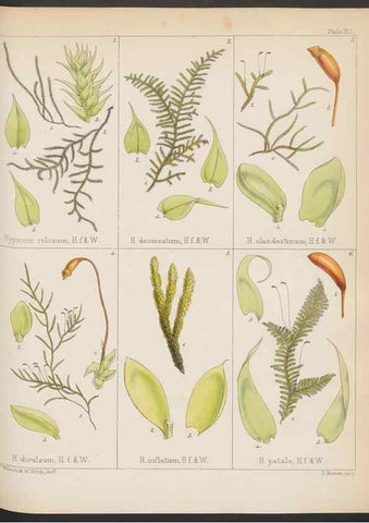 Reproducción/Reproduction 33071224716: The botany of the Antarctic voyage of H.M. discovery ships Erebus and Terror in the Years 1839-1843. London :Reeve Brothers,1844-1860.