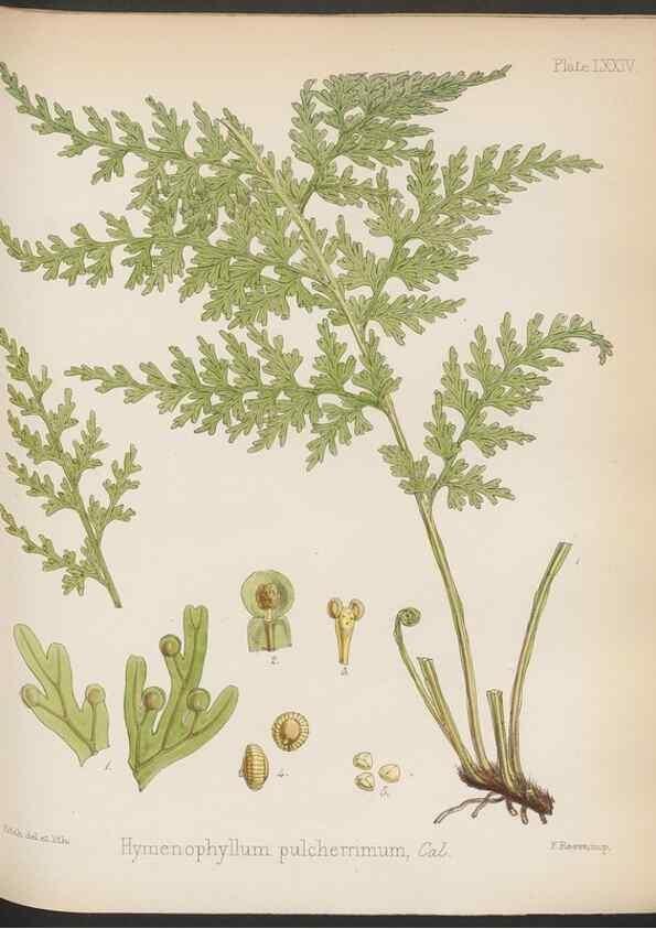 Reproducción/Reproduction 32986010631: The botany of the Antarctic voyage of H.M. discovery ships Erebus and Terror in the Years 1839-1843. London :Reeve Brothers,1844-1860.