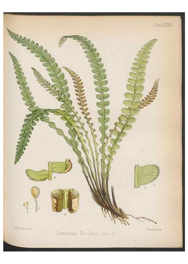 Reproducción/Reproduction 32986014721: The botany of the Antarctic voyage of H.M. discovery ships Erebus and Terror in the Years 1839-1843. London :Reeve Brothers,1844-1860.