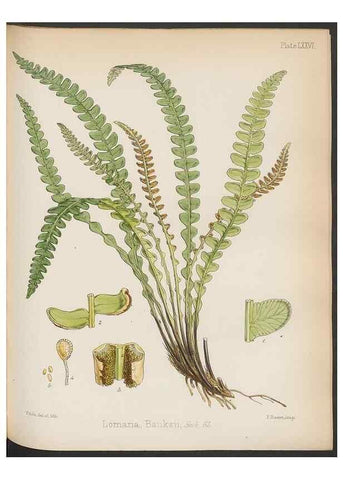 Reproducción/Reproduction 32986014721: The botany of the Antarctic voyage of H.M. discovery ships Erebus and Terror in the Years 1839-1843. London :Reeve Brothers,1844-1860.