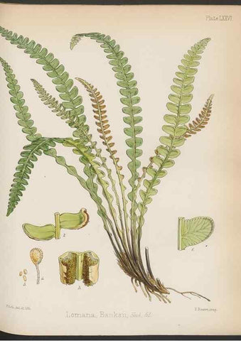 Reproducción/Reproduction 32986014721: The botany of the Antarctic voyage of H.M. discovery ships Erebus and Terror in the Years 1839-1843. London :Reeve Brothers,1844-1860.