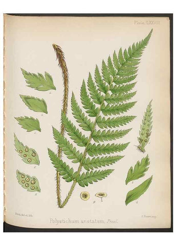 Reproducción/Reproduction 32986018901: The botany of the Antarctic voyage of H.M. discovery ships Erebus and Terror in the Years 1839-1843. London :Reeve Brothers,1844-1860.