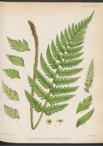 Reproducción/Reproduction 32986018901: The botany of the Antarctic voyage of H.M. discovery ships Erebus and Terror in the Years 1839-1843. London :Reeve Brothers,1844-1860.