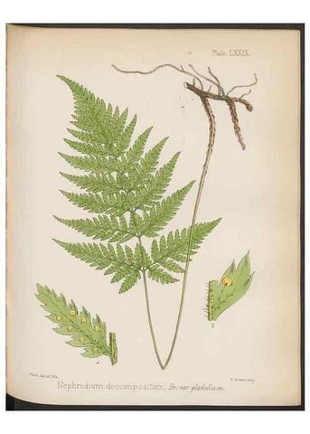Reproducción/Reproduction 32986021071: The botany of the Antarctic voyage of H.M. discovery ships Erebus and Terror in the Years 1839-1843. London :Reeve Brothers,1844-1860.
