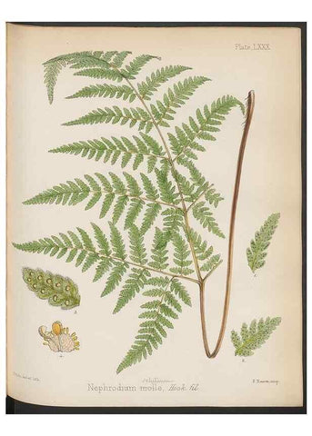Reproducción/Reproduction 32986023171: The botany of the Antarctic voyage of H.M. discovery ships Erebus and Terror in the Years 1839-1843. London :Reeve Brothers,1844-1860.
