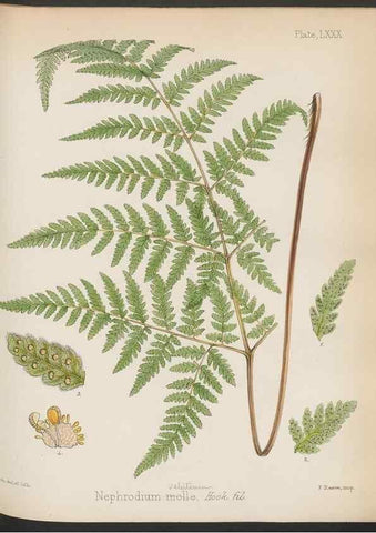 Reproducción/Reproduction 32986023171: The botany of the Antarctic voyage of H.M. discovery ships Erebus and Terror in the Years 1839-1843. London :Reeve Brothers,1844-1860.