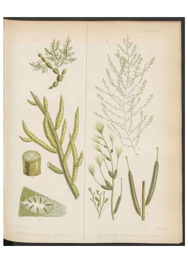 Reproducción/Reproduction 32267681414: The botany of the Antarctic voyage of H.M. discovery ships Erebus and Terror in the Years 1839-1843. London :Reeve Brothers,1844-1860.