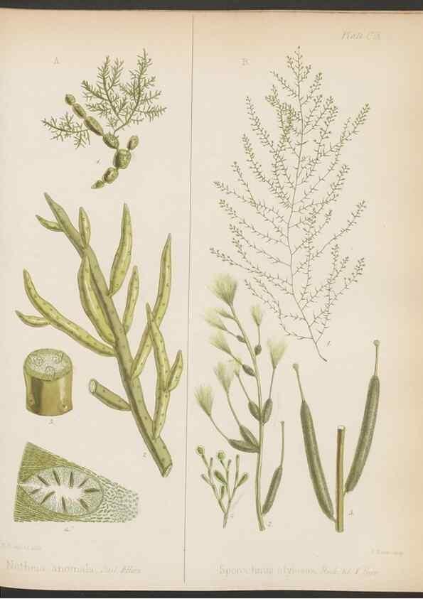 Reproducción/Reproduction 32267681414: The botany of the Antarctic voyage of H.M. discovery ships Erebus and Terror in the Years 1839-1843. London :Reeve Brothers,1844-1860.