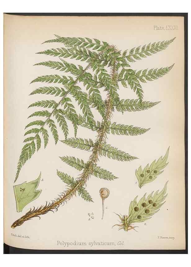 Reproducción/Reproduction 32730469860: The botany of the Antarctic voyage of H.M. discovery ships Erebus and Terror in the Years 1839-1843. London :Reeve Brothers,1844-1860.