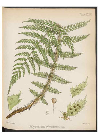 Reproducción/Reproduction 32730469860: The botany of the Antarctic voyage of H.M. discovery ships Erebus and Terror in the Years 1839-1843. London :Reeve Brothers,1844-1860.