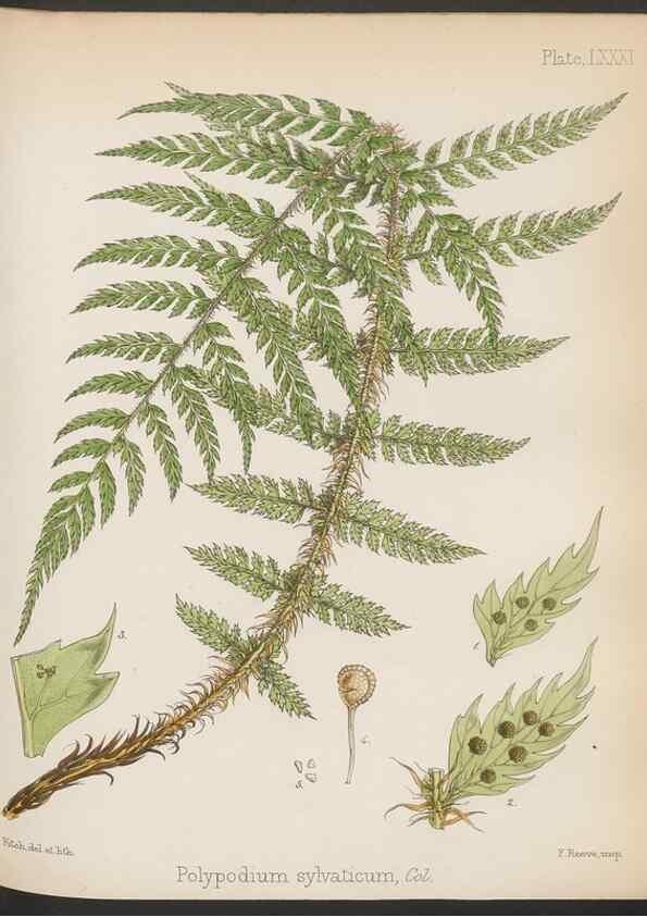 Reproducción/Reproduction 32730469860: The botany of the Antarctic voyage of H.M. discovery ships Erebus and Terror in the Years 1839-1843. London :Reeve Brothers,1844-1860.