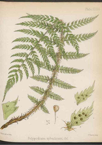 Reproducción/Reproduction 32730469860: The botany of the Antarctic voyage of H.M. discovery ships Erebus and Terror in the Years 1839-1843. London :Reeve Brothers,1844-1860.