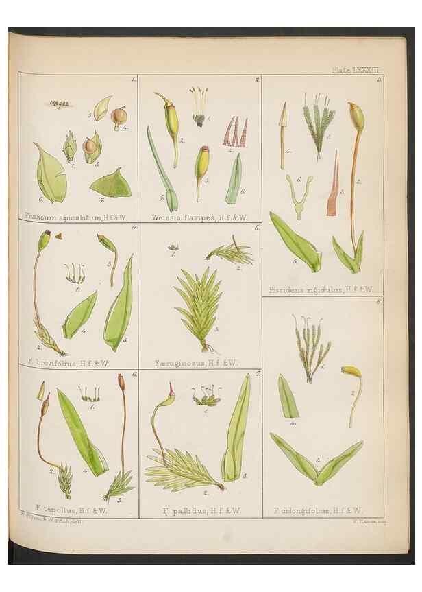 Reproducción/Reproduction 32730474130: The botany of the Antarctic voyage of H.M. discovery ships Erebus and Terror in the Years 1839-1843. London :Reeve Brothers,1844-1860.