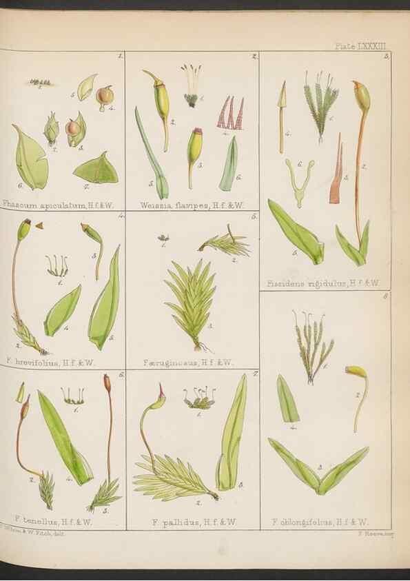 Reproducción/Reproduction 32730474130: The botany of the Antarctic voyage of H.M. discovery ships Erebus and Terror in the Years 1839-1843. London :Reeve Brothers,1844-1860.