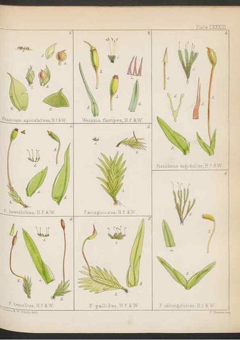 Reproducción/Reproduction 32730474130: The botany of the Antarctic voyage of H.M. discovery ships Erebus and Terror in the Years 1839-1843. London :Reeve Brothers,1844-1860.
