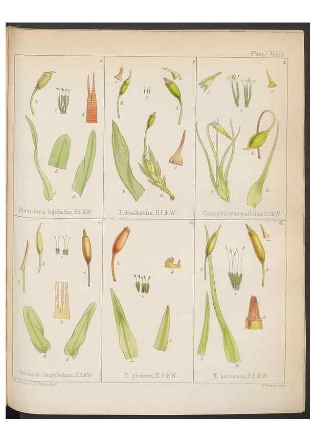 Reproducción/Reproduction 32730476020: The botany of the Antarctic voyage of H.M. discovery ships Erebus and Terror in the Years 1839-1843. London :Reeve Brothers,1844-1860.