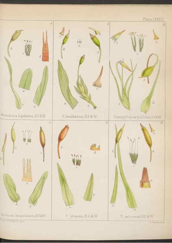 Reproducción/Reproduction 32730476020: The botany of the Antarctic voyage of H.M. discovery ships Erebus and Terror in the Years 1839-1843. London :Reeve Brothers,1844-1860.