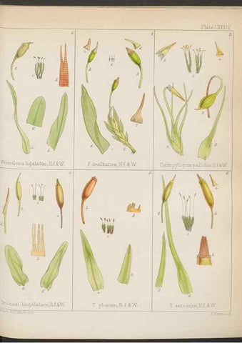 Reproducción/Reproduction 32730476020: The botany of the Antarctic voyage of H.M. discovery ships Erebus and Terror in the Years 1839-1843. London :Reeve Brothers,1844-1860.