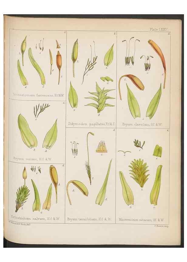 Reproducción/Reproduction 33112837605: The botany of the Antarctic voyage of H.M. discovery ships Erebus and Terror in the Years 1839-1843. London :Reeve Brothers,1844-1860.