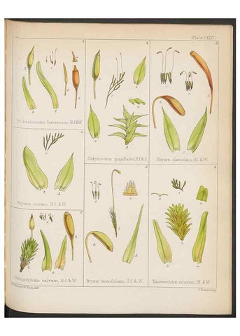 Reproducción/Reproduction 33112837605: The botany of the Antarctic voyage of H.M. discovery ships Erebus and Terror in the Years 1839-1843. London :Reeve Brothers,1844-1860.
