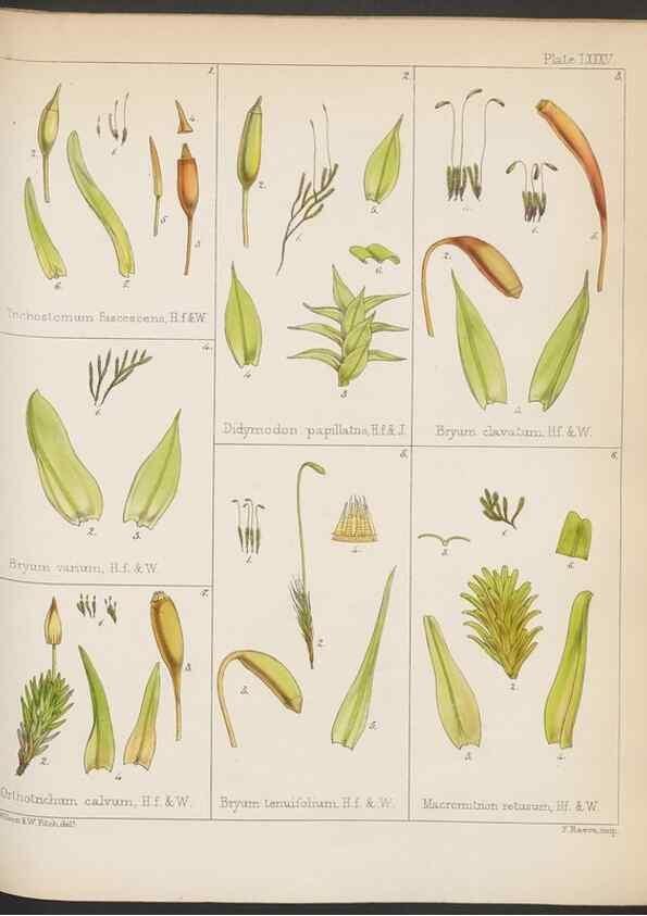 Reproducción/Reproduction 33112837605: The botany of the Antarctic voyage of H.M. discovery ships Erebus and Terror in the Years 1839-1843. London :Reeve Brothers,1844-1860.