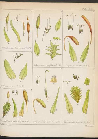 Reproducción/Reproduction 33112837605: The botany of the Antarctic voyage of H.M. discovery ships Erebus and Terror in the Years 1839-1843. London :Reeve Brothers,1844-1860.