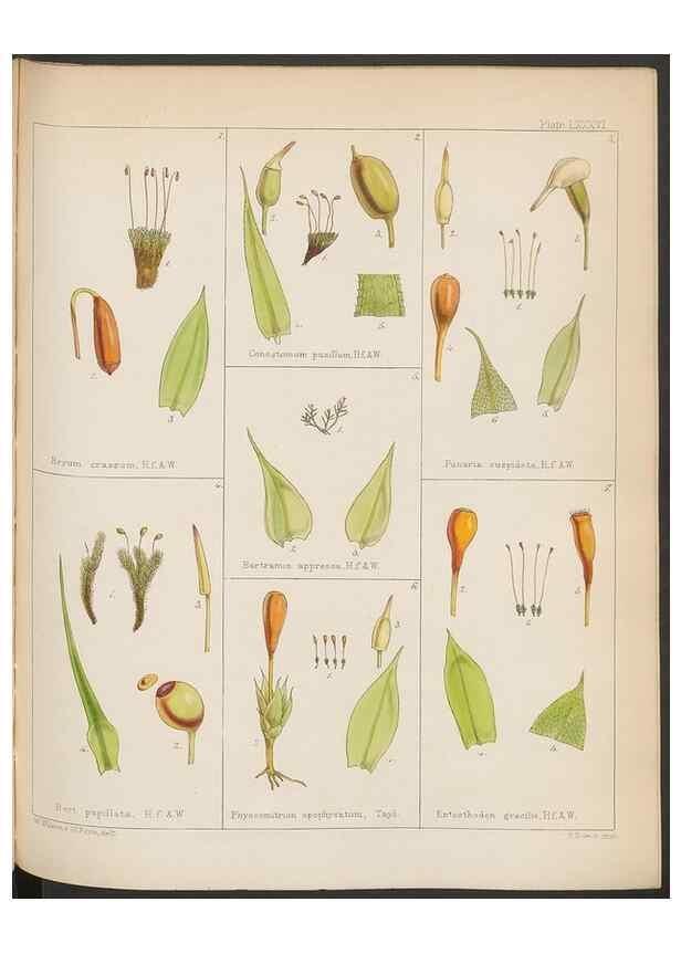 Reproducción/Reproduction 33112840245: The botany of the Antarctic voyage of H.M. discovery ships Erebus and Terror in the Years 1839-1843. London :Reeve Brothers,1844-1860.