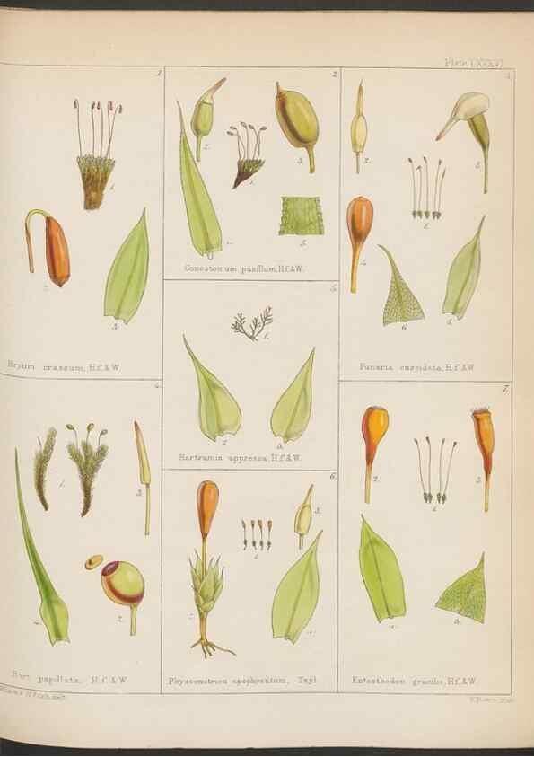 Reproducción/Reproduction 33112840245: The botany of the Antarctic voyage of H.M. discovery ships Erebus and Terror in the Years 1839-1843. London :Reeve Brothers,1844-1860.