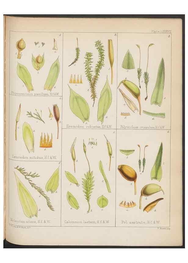 Reproducción/Reproduction 33112842405: The botany of the Antarctic voyage of H.M. discovery ships Erebus and Terror in the Years 1839-1843. London :Reeve Brothers,1844-1860.