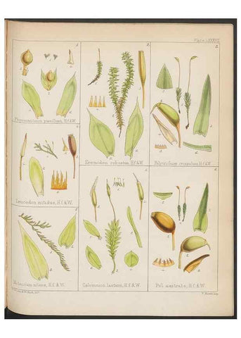 Reproducción/Reproduction 33112842405: The botany of the Antarctic voyage of H.M. discovery ships Erebus and Terror in the Years 1839-1843. London :Reeve Brothers,1844-1860.