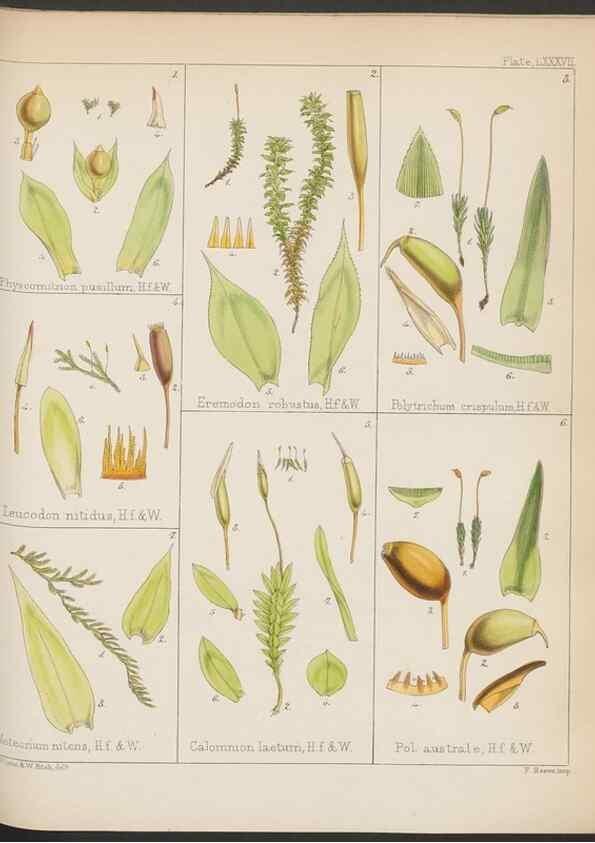 Reproducción/Reproduction 33112842405: The botany of the Antarctic voyage of H.M. discovery ships Erebus and Terror in the Years 1839-1843. London :Reeve Brothers,1844-1860.