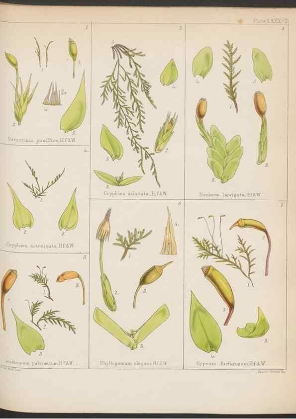 Reproducción/Reproduction 33071223066: The botany of the Antarctic voyage of H.M. discovery ships Erebus and Terror in the Years 1839-1843. London :Reeve Brothers,1844-1860.