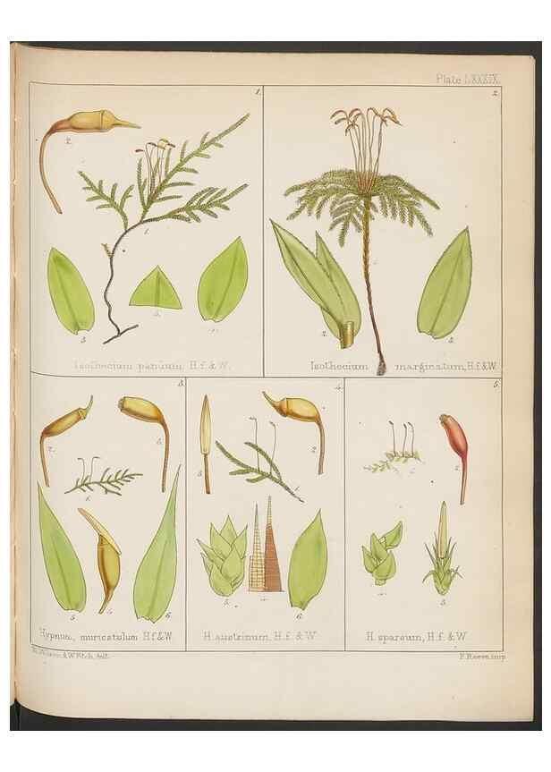Reproducción/Reproduction 33071223986: The botany of the Antarctic voyage of H.M. discovery ships Erebus and Terror in the Years 1839-1843. London :Reeve Brothers,1844-1860.
