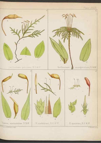 Reproducción/Reproduction 33071223986: The botany of the Antarctic voyage of H.M. discovery ships Erebus and Terror in the Years 1839-1843. London :Reeve Brothers,1844-1860.