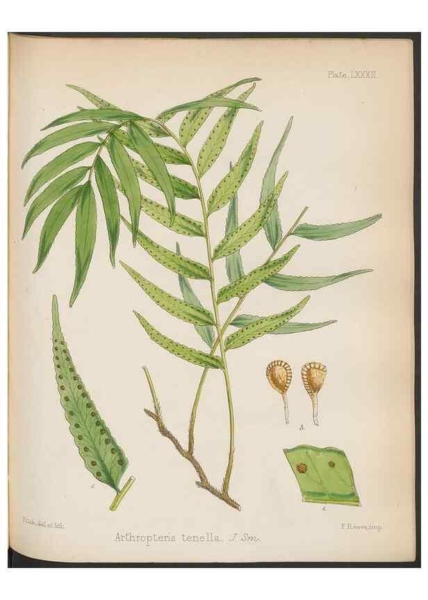 Reproducción/Reproduction 32730472290: The botany of the Antarctic voyage of H.M. discovery ships Erebus and Terror in the Years 1839-1843. London :Reeve Brothers,1844-1860.