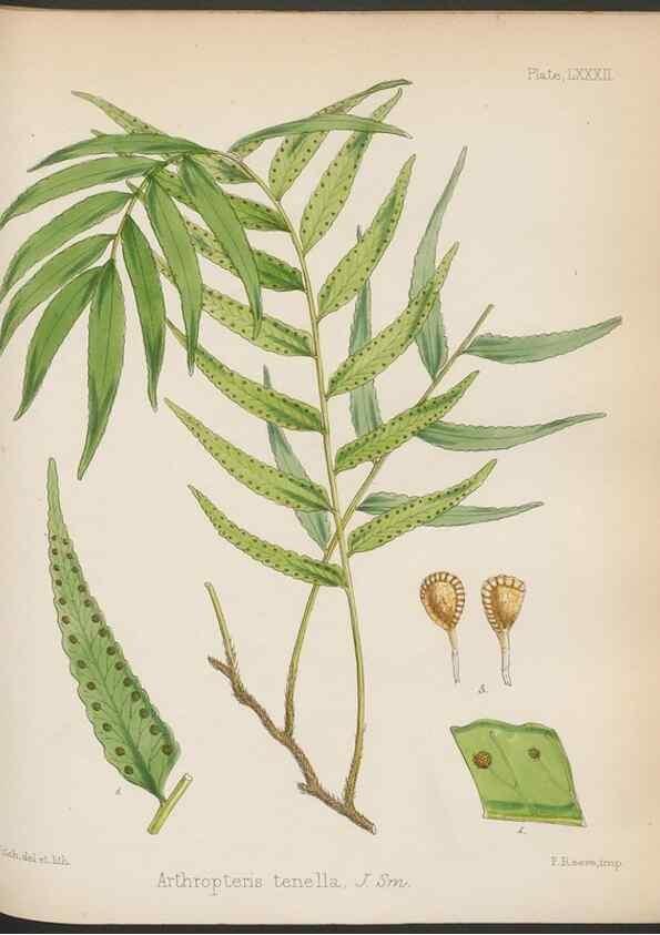 Reproducción/Reproduction 32730472290: The botany of the Antarctic voyage of H.M. discovery ships Erebus and Terror in the Years 1839-1843. London :Reeve Brothers,1844-1860.