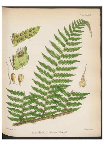 Reproducción/Reproduction 32986008901: The botany of the Antarctic voyage of H.M. discovery ships Erebus and Terror in the Years 1839-1843. London :Reeve Brothers,1844-1860.