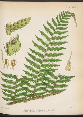 Reproducción/Reproduction 32986008901: The botany of the Antarctic voyage of H.M. discovery ships Erebus and Terror in the Years 1839-1843. London :Reeve Brothers,1844-1860.