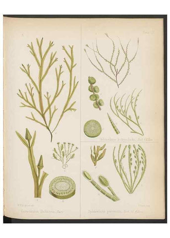 Reproducción/Reproduction 32267682474: The botany of the Antarctic voyage of H.M. discovery ships Erebus and Terror in the Years 1839-1843. London :Reeve Brothers,1844-1860.