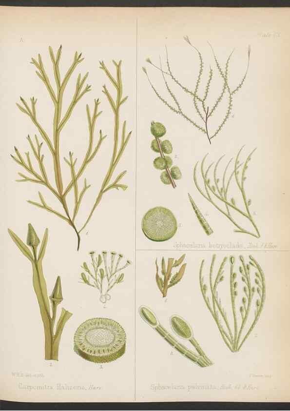 Reproducción/Reproduction 32267682474: The botany of the Antarctic voyage of H.M. discovery ships Erebus and Terror in the Years 1839-1843. London :Reeve Brothers,1844-1860.