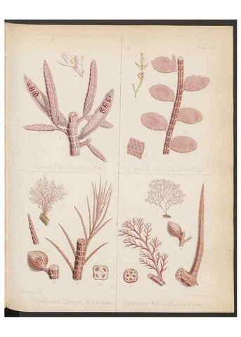 Reproducción/Reproduction 32267684654: The botany of the Antarctic voyage of H.M. discovery ships Erebus and Terror in the Years 1839-1843. London :Reeve Brothers,1844-1860.